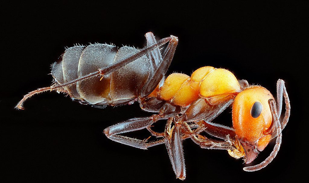 Ant Control service in Arden-Arcade, CA