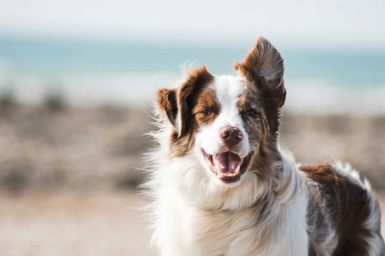 Flea & Tick Control service in Arden-Arcade, CA