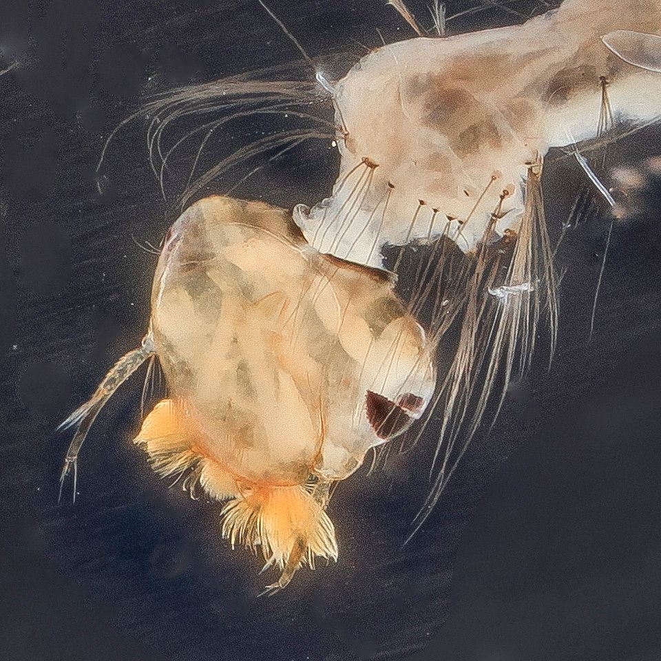 Mosquito Control service in Arden-Arcade, CA